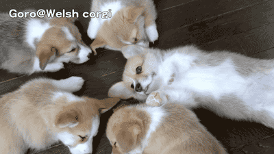 꼬기꼬기_1.gif