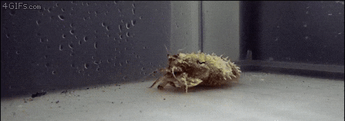 소라게로 변장해서 소라게를 잡는 갑오징어_1.gif