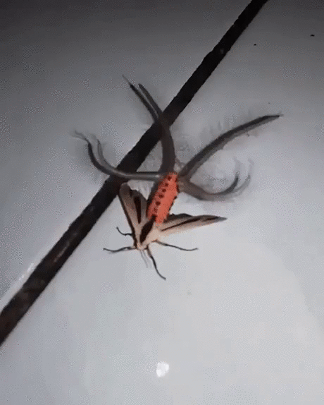 [혐] 신기하게 생긴 나방.gif_1.gif