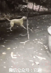 잿빛의 늑대가 위험한 이유._2.gif