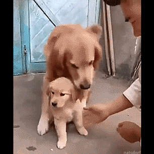 귀여운 레브라도_1.gif