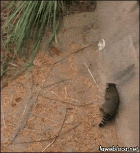 제발 살려달라는거시다ㅜㅜ.gif_2.gif