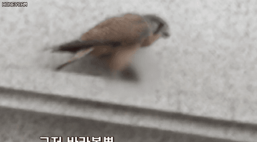 어제자 '새'상에 이런일이_3.gif
