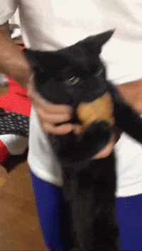 범인 검거의 현장 gif_1.gif