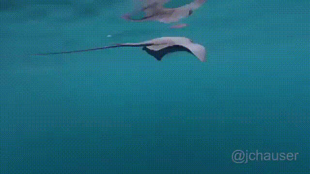 범고래의 경성 수준.gif_1.gif