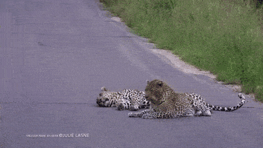 의무 방어전_1.gif