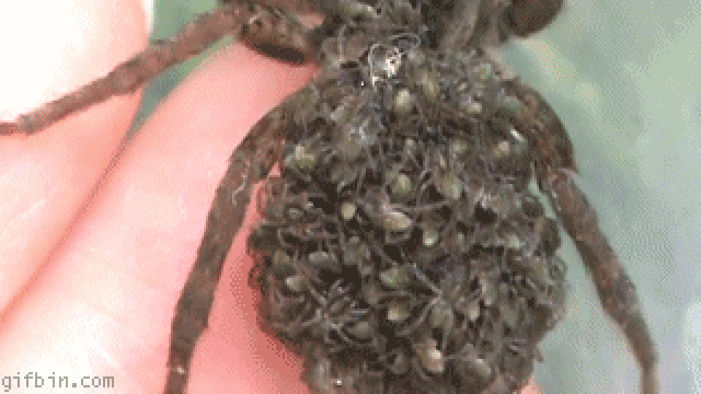 spiders1.gif