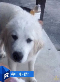 (데이터,스크롤 주의) 집중이 안될때 올리는 덧글용 짤 모음_42.gif
