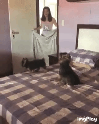 와 주인님이 마법을 쓰셔!_1.gif