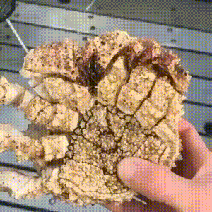 소보로 빵.GIF_1.gif