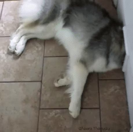 고양이 문에 끼인 멍멍이.gif_1.gif