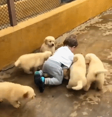 약혐]개들에게 물어뜯긴 어린이_2.gif