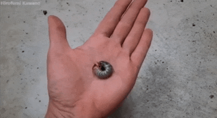 [약혐/후방주의]곤충의 완전변태에 대해 알아보자_6.gif