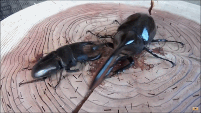 [약혐/후방주의]곤충의 완전변태에 대해 알아보자_7.gif