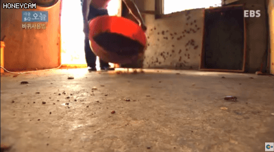 Honeycam 2018-08-22 22-35-45.gif
