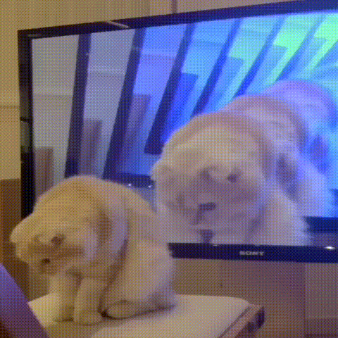 오오 그것은 인생 그것은 외로움_1.gif