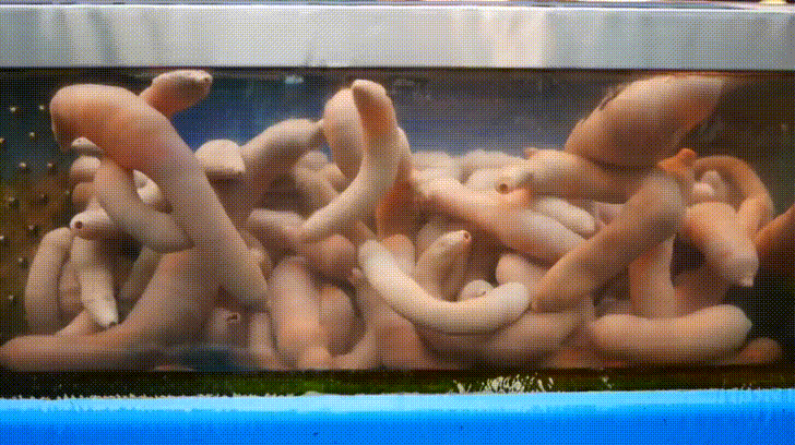 [약간 혐오] 한국의 개불 회 (18.4MB GIF)_1.gif