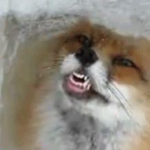 데이터)예로부터 여우가 사람을 홀린다고 하는 이유_4.gif