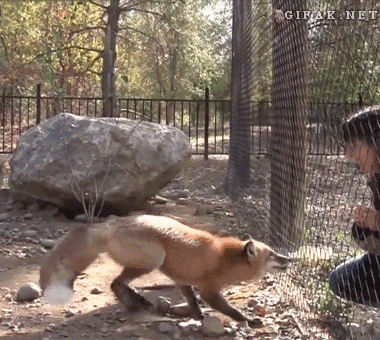 데이터)예로부터 여우가 사람을 홀린다고 하는 이유_8.gif