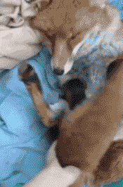 데이터)예로부터 여우가 사람을 홀린다고 하는 이유_9.gif