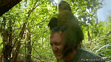 날지 못하는 앵무새 카카포_3.gif