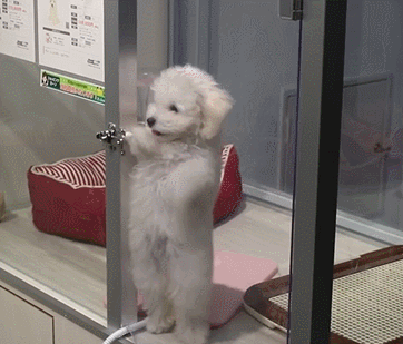 사...살까?_1.gif