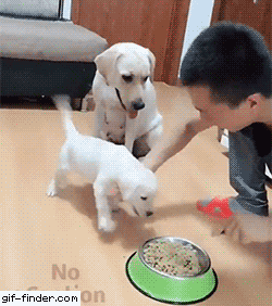 댕댕이가 보여준 모성과 충성심 사이의 갈등.gif_1.gif