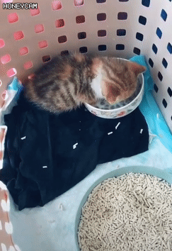 여기가 냥이웹인가요?_2.gif