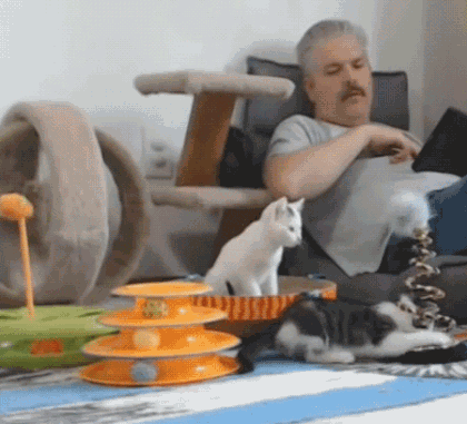 여기가 냥이웹인가요?_4.gif