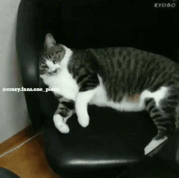 여기가 냥이웹인가요?_6.gif