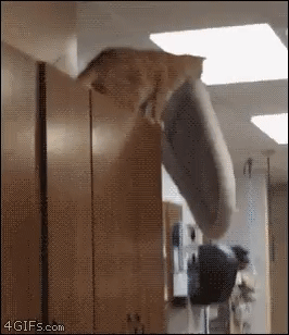 간지폭풍 냥이.gif_1.gif
