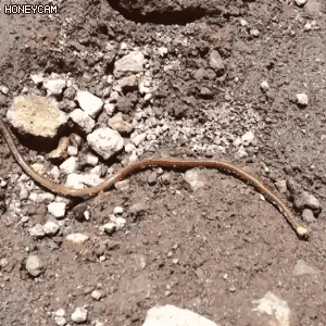 팔문둔갑 개방!!_1.gif