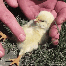 혐주의) 병아리 내장 터트리는 짤_1.gif