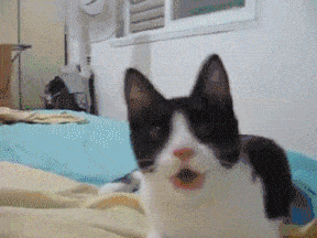 실수로 OS를 바꿔서 설치했다._1.gif