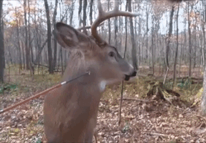 산에 버려져있던 박제.gif_1.gif