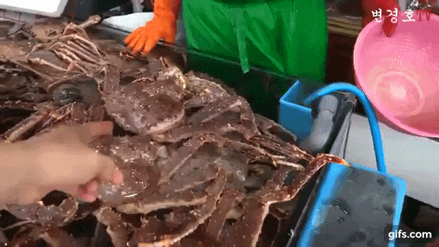 전국에서 가장 악명높은 수산시장.gif_7.gif