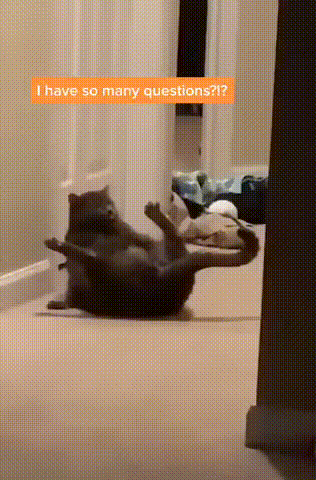 [때껄룩] 자위하는 미친 고양이.gif_2.gif