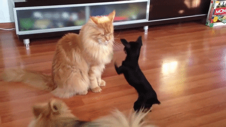 세상에서 제일 큰 고양이종_8.gif