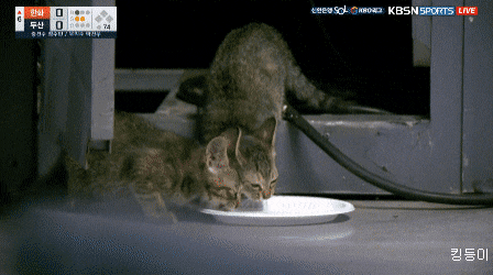 중계 화면에 잡힌 물 마시는 고양이_1.gif