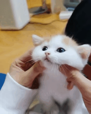 조물조물.gif_1.gif