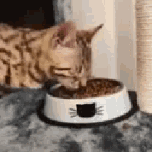 애옹이로 알아보는 칠대 죄악.JPG_6.gif