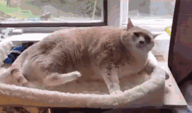 애옹이로 알아보는 칠대 죄악.JPG_7.gif