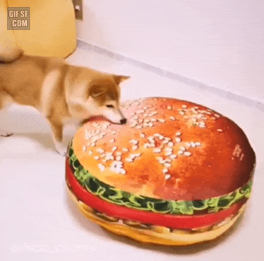 댕댕이와 거대 햄버거.GIF_1.gif