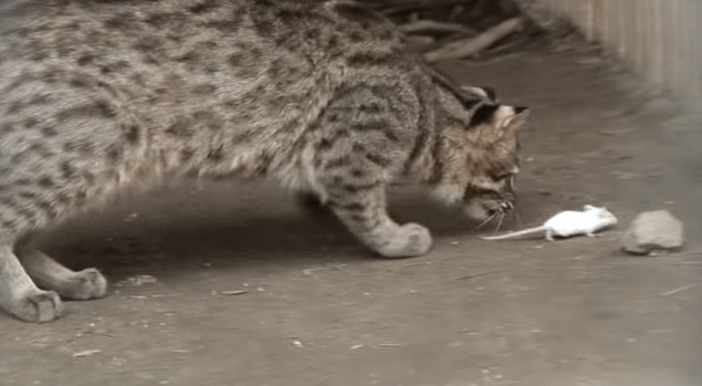 (불쌍 주의) 생쥐 사냥하는 칡_2.gif