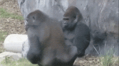 고릴라도 쓰는 욕_4.gif