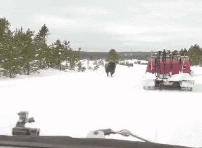 [퀴즈] 큰 짐승의 위엄 (사냥 시뮬레이션 스크린샷)_12.gif