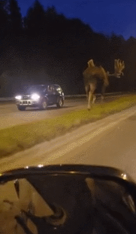 [퀴즈] 큰 짐승의 위엄 (사냥 시뮬레이션 스크린샷)_13.gif