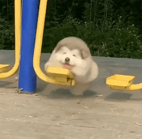 운동기구로 그네타며 메롱하는 개.gif_1.gif