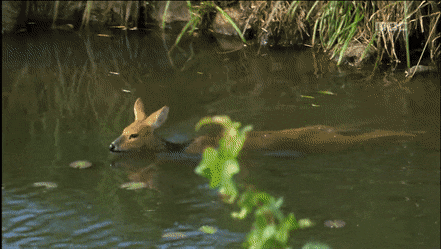 고라니 영어이름이 Water deer인 이유_1.gif