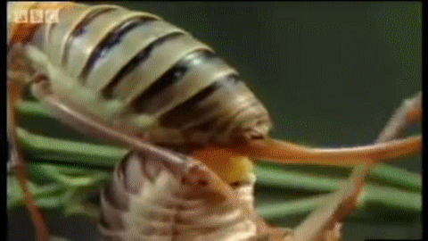 여치 짝짓기_1.gif